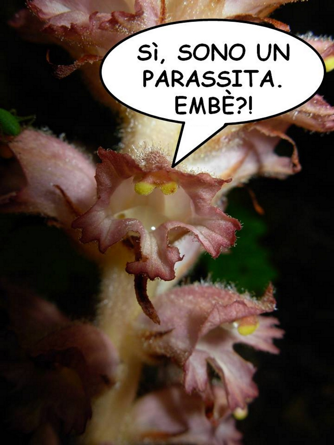 Orobanche rapum-genistae / Succiamele delle ginestre